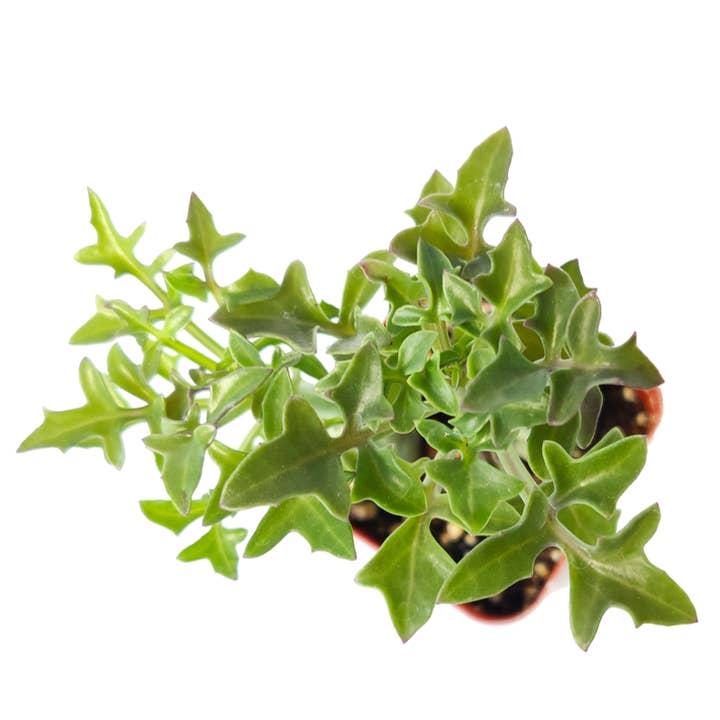 Best Plant Friend - Wholesale Succulent - Senecio Articulatus Candle Plant - 2in/4in Unique Succulent3
