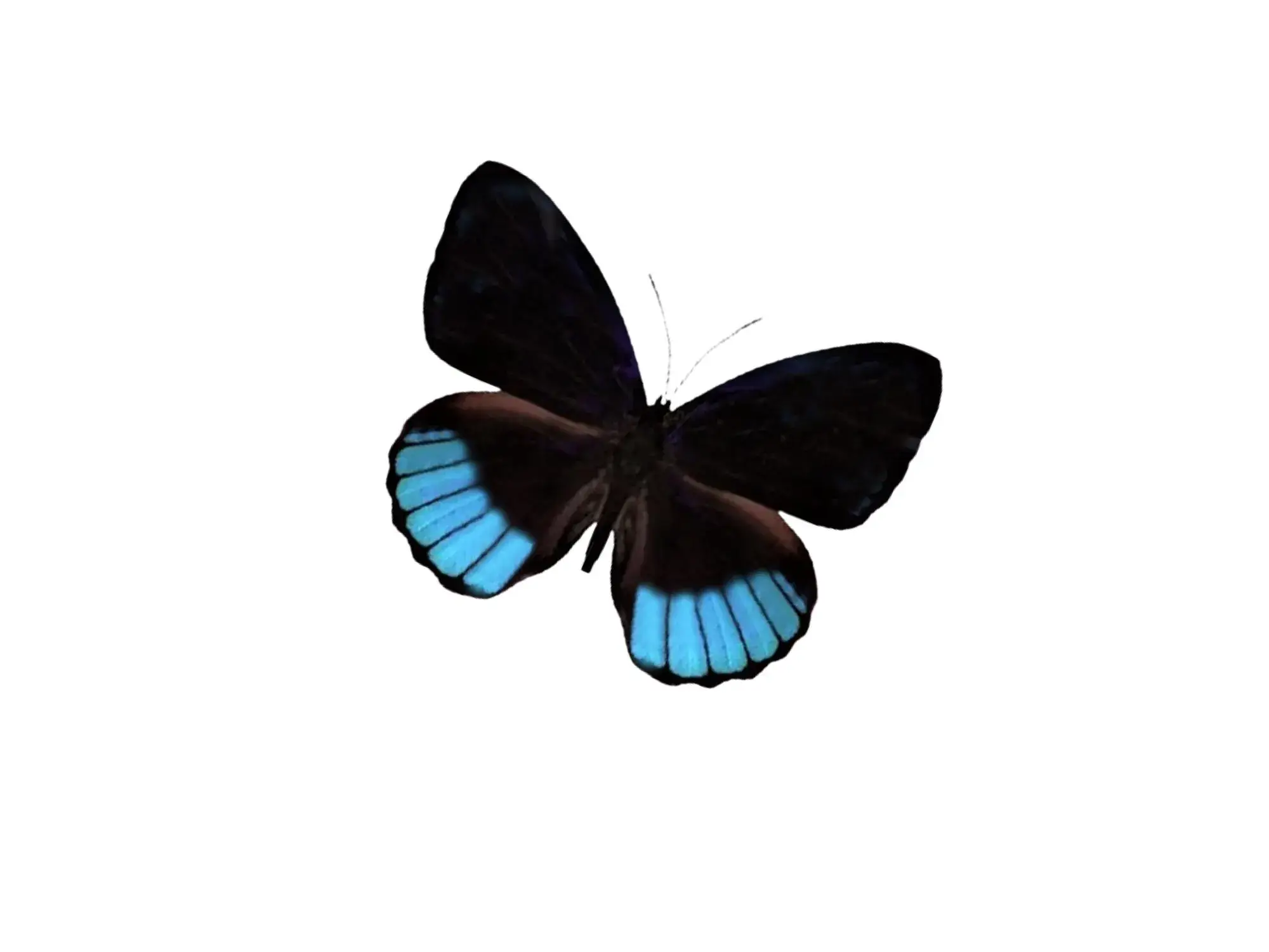 Instar Innovations - Wholesale Decorative Tabletop Object - REAL - Moth Diorama -6X4 Inch Dome Diorama - Eunica norica3