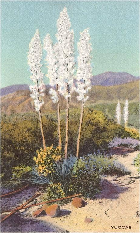 Found Image Press - Vente Autocollant - Autocollant ZA-10 Yuccas en fleurs0