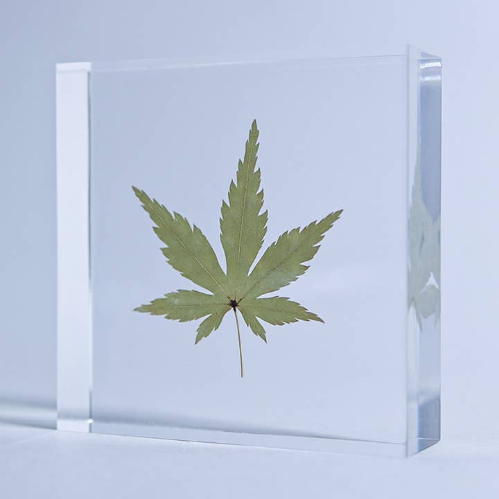 Érable japonais pour la vente par Sola cube