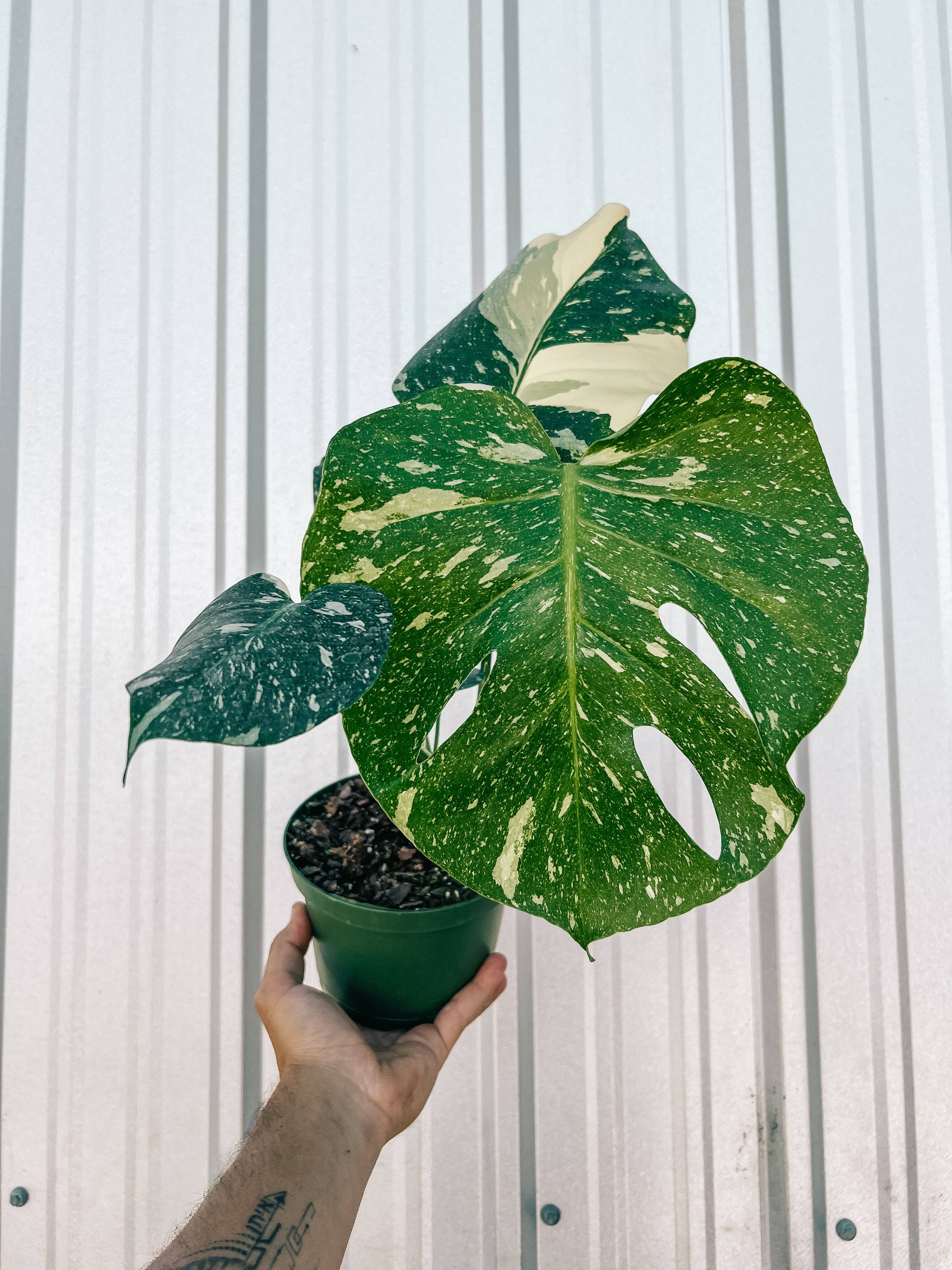 BWH Plant Co - Wholesale Live Plant - 6" Monstera 'Thai Constellation'4