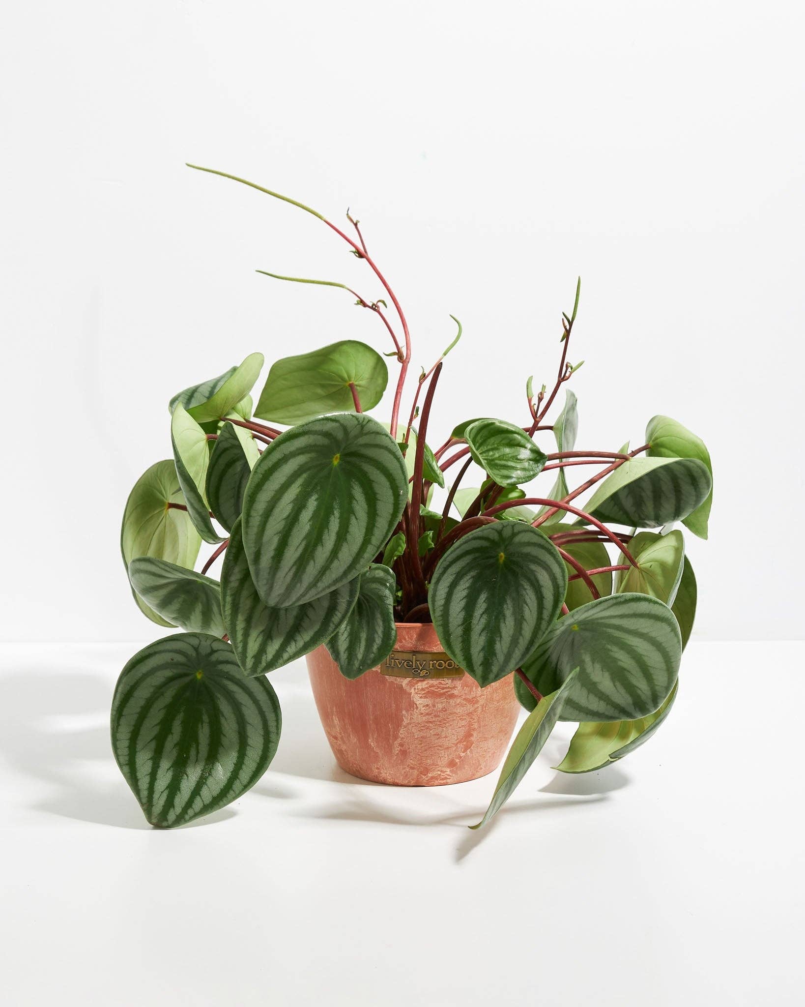 Lively Root - Wholesale Live Plant - Watermelon Peperomia22