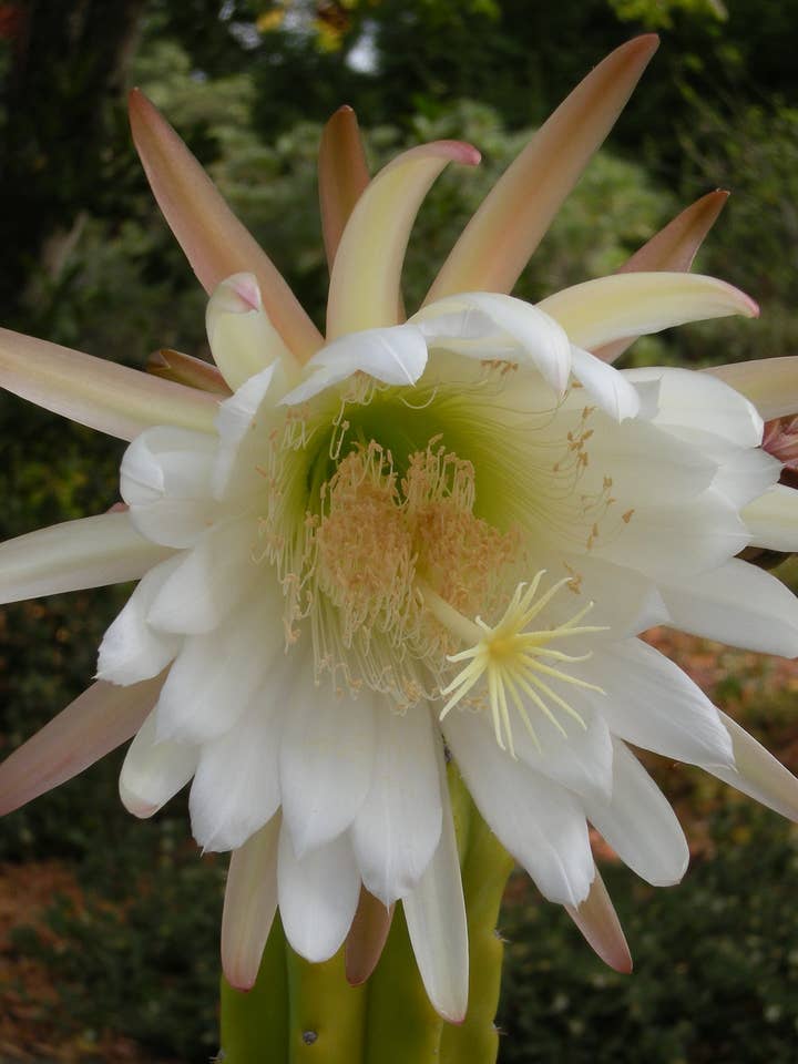 Sacred UniON HuaChuma Blütenblütenessenz für den Großhandel von Rainbow Bliss Botanicals