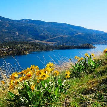 Ollois - Wholesale Oral Supplement/Vitamin - Olloïs Arnica Montana 200CK Vegan Organic, 80 Pellets10