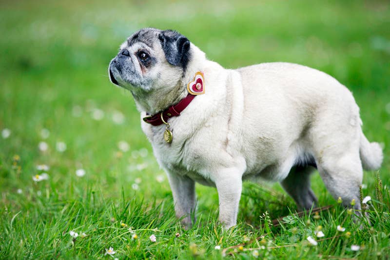 Dosha Dog - Wholesale Halsband - Hond - Happy Camper Hondenkraag/riem - Rood, Hart, Roze Cat Eye Gem3