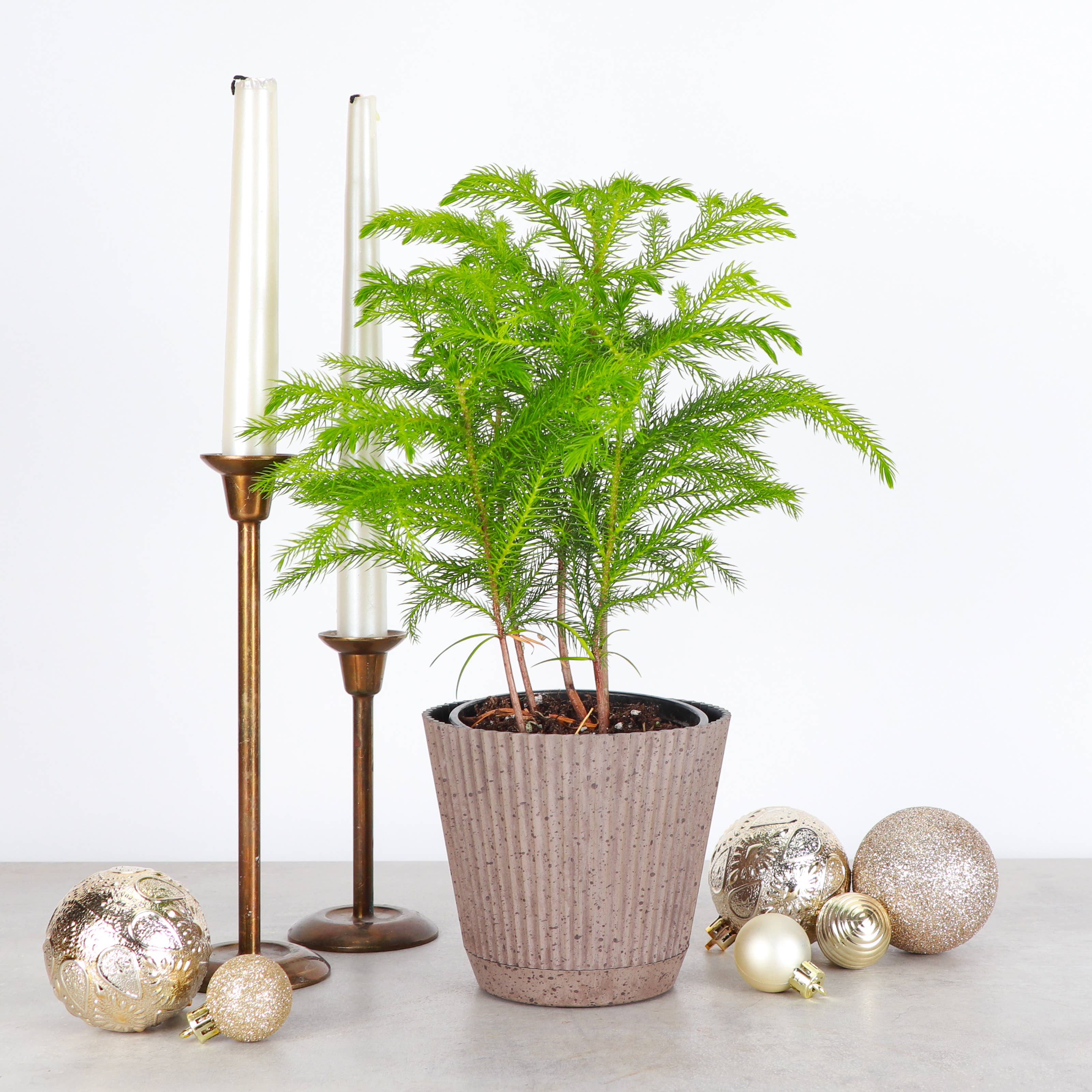 Thorsen's Greenhouse - Wholesale Live Plant - Norfolk Island Pine -  Live Plant4