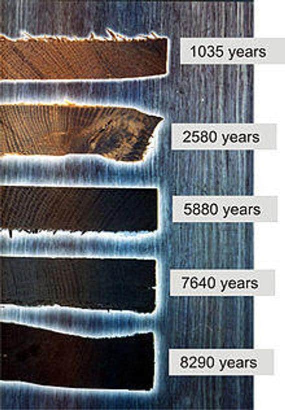 Bog and Brass – wholesale Solitärörhängen – Irish Bog Oak örhängen i sterlingsilver med studs2