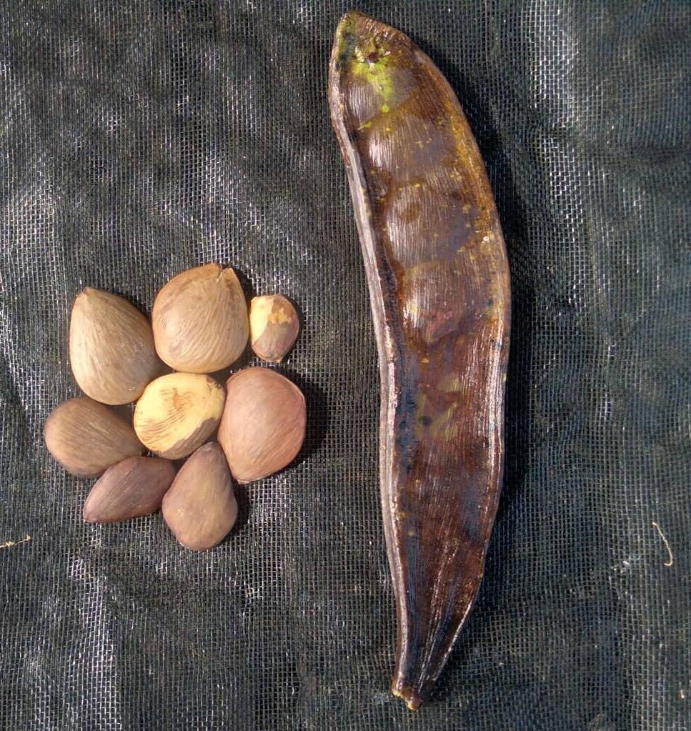 Kemistry Organics - Wholesale Bath/Body Oil - Brazilian Pracaxi Oil Organic Cold Pressed for Hair & Skin8