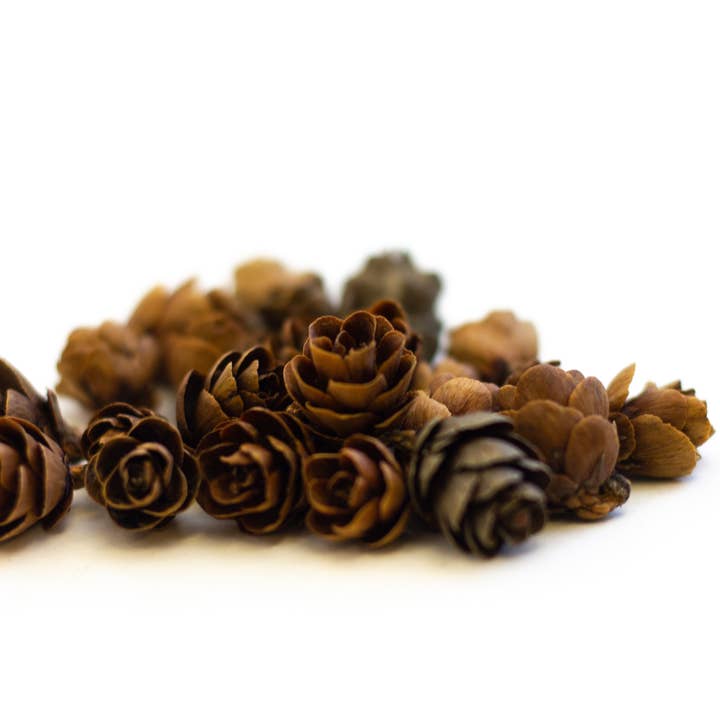 Winter Woods - Wholesale Decorative Tabletop Object - Tamarack Pine Cones by the Pound