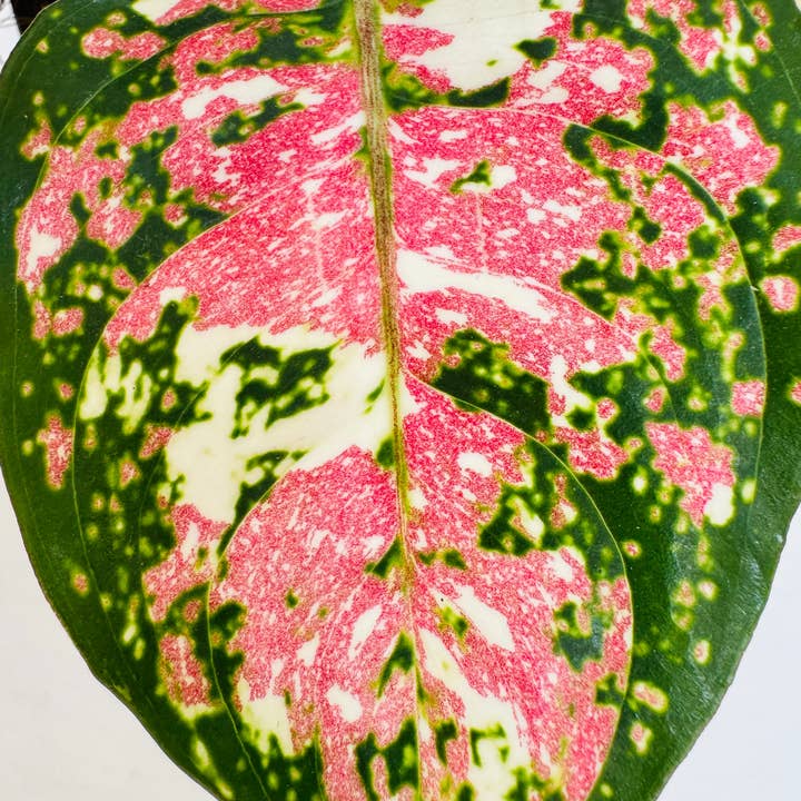 Plant Vault - Wholesale Live Plant - Aglaonema Tricolor Anyamanee1