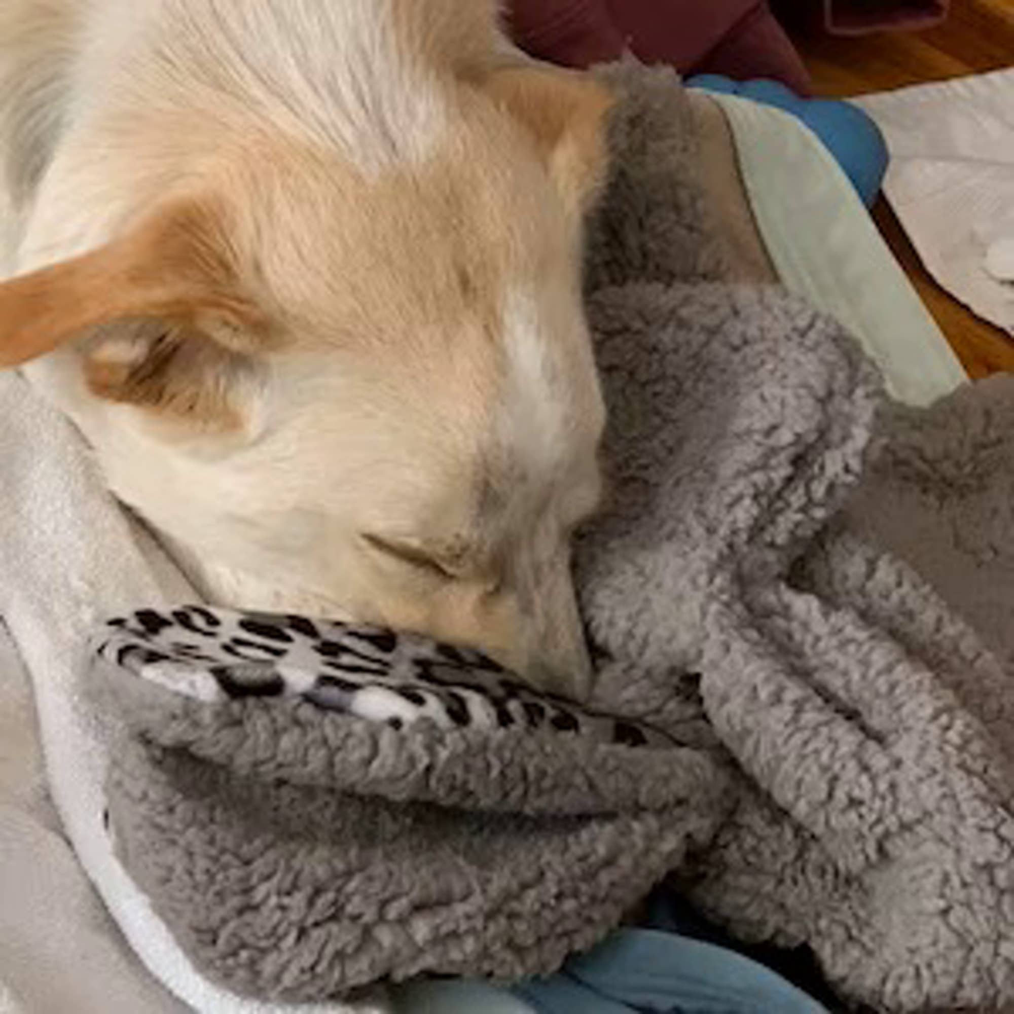 Whiskers 'n Paws Unique Pet Gifts, LLC - Vendita all'ingrosso Peluche - Cani - Franny Pet Nanny giocattolo con tasca per odore familiare8