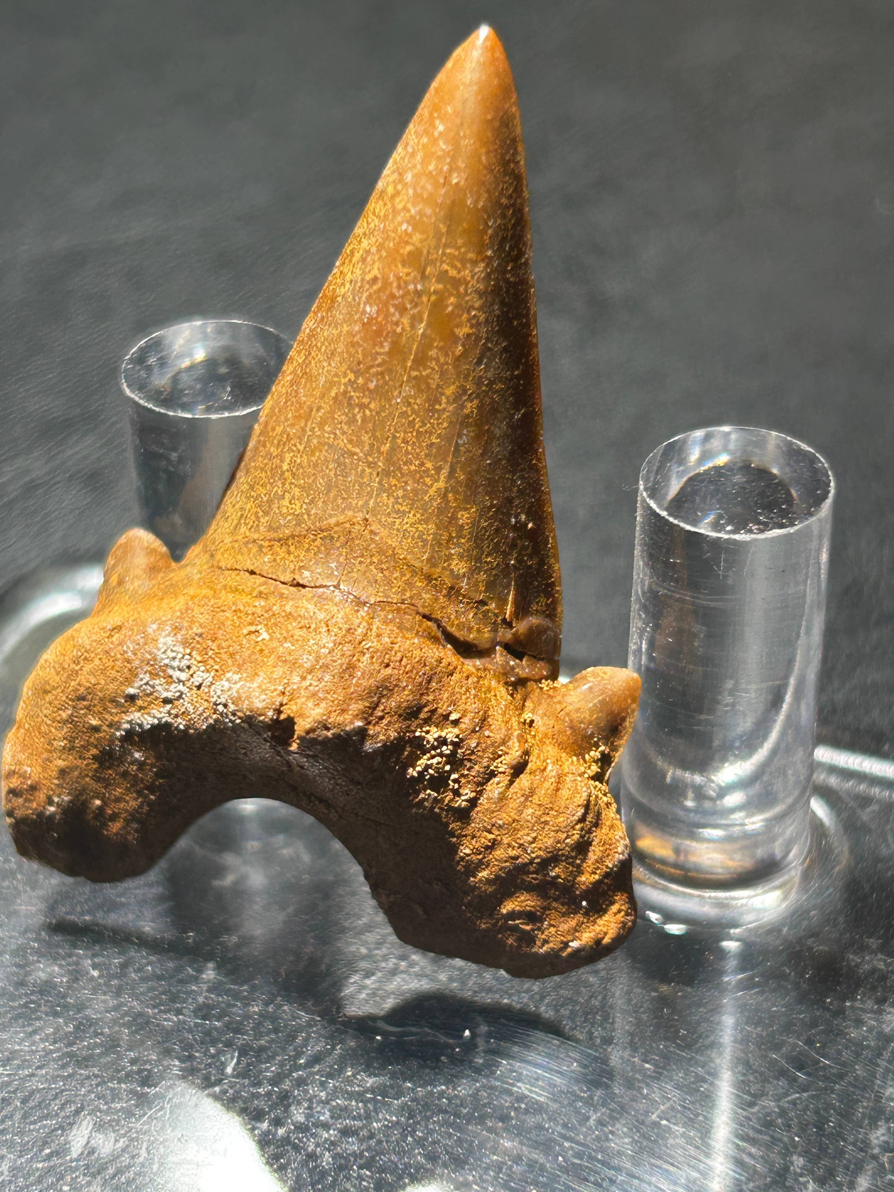 Metaphysical & Healing Crystals - Wholesale Spiritual Stone/Crystal - SHARK TEETH11