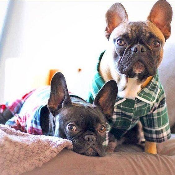 fabdog - Wholesale Pet Pajamas - Dog - Green Plaid Dog Pajamas