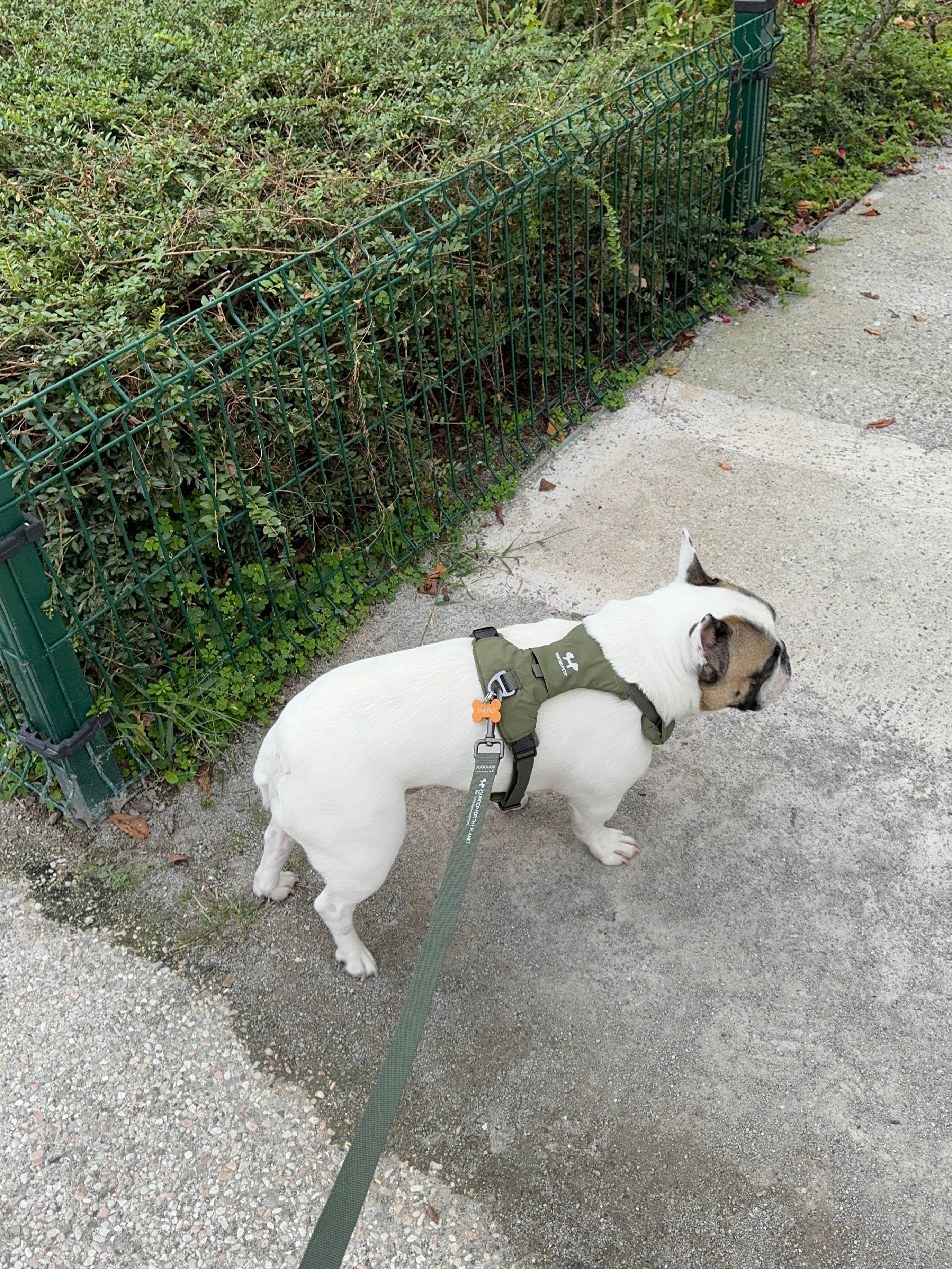 United Pets - Vente Laisse – chien - Harnais rembourré doux pour chien20