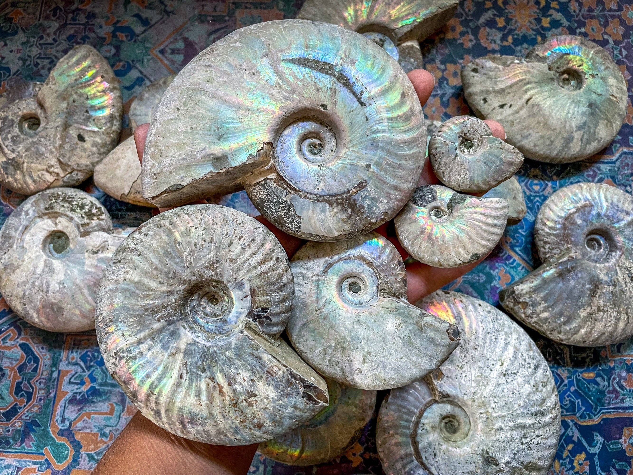 Mandala Gems - Vente Pierre et cristal de spiritualité - Fossile d'ammonite arc-en-ciel, ammonite iridescente, ammolite de Madagascar, vous choisissez la taille1