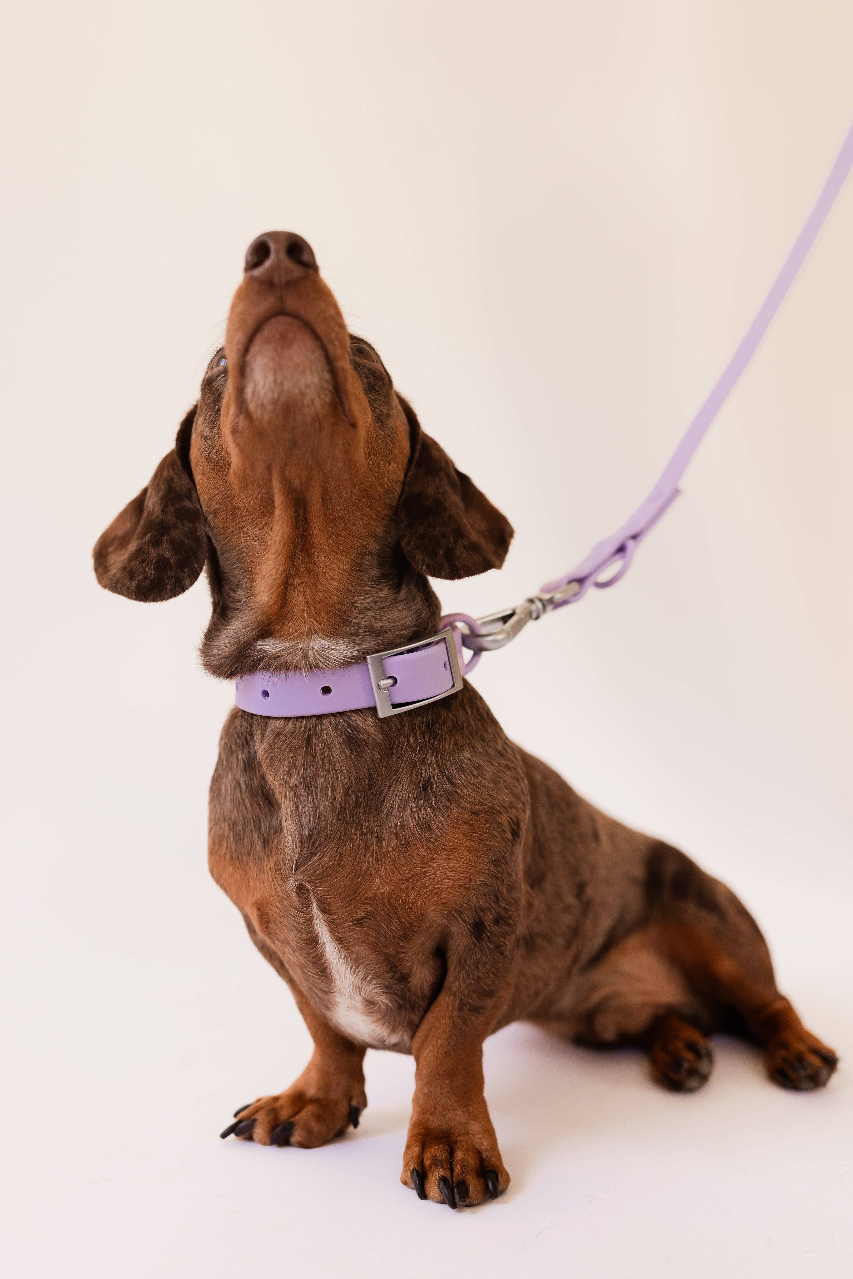 PRILTON - Wholesale Pet Collar Charm - Cat/Dog - Collar - Lilac2