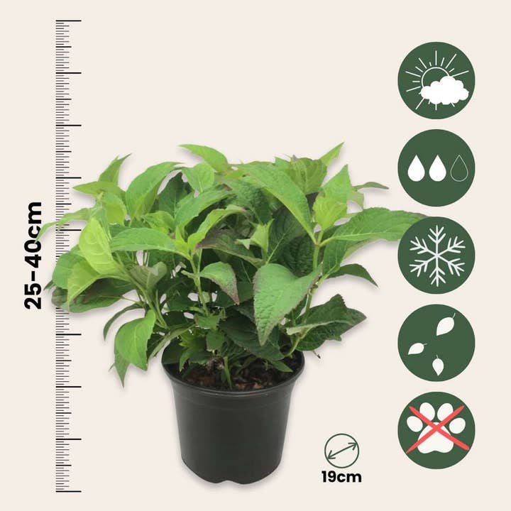 Oasis of Life – Planta viva por atacado – Hortênsia Hydrangea – 2 plantas Hydrangea serrata 'Summerglow' – Hortênsia de jardim resistente ao inverno com flores azuis ou rosa – Para canteiro, varanda e vaso – Altura 25–40cm – Ø19cm2