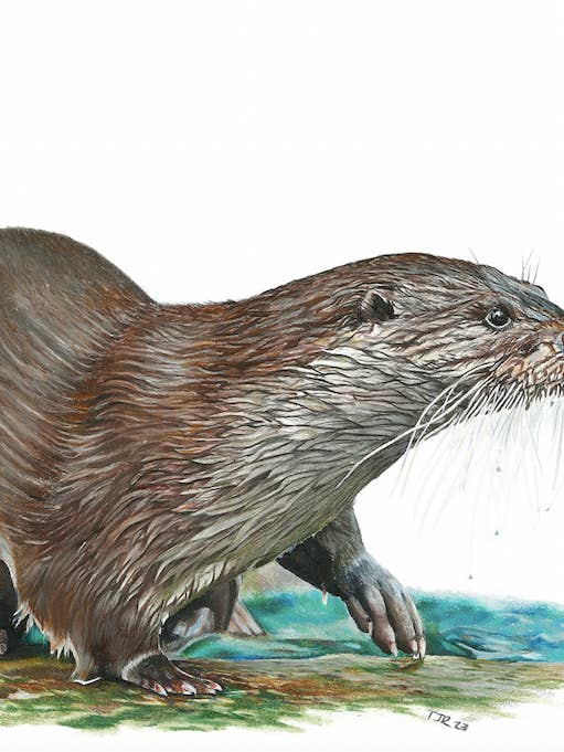 Slippery When Wet Colored Pencil Print for wholesale by 5th Season