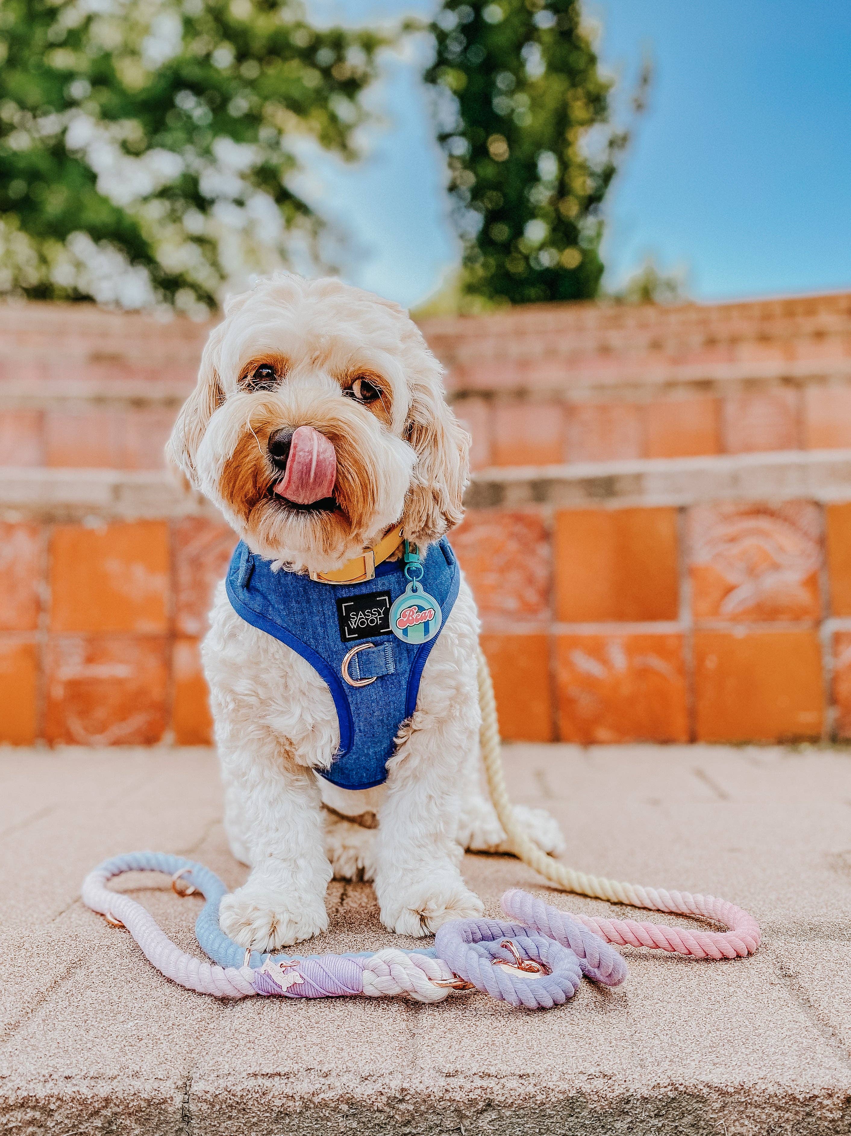 SASSY WOOF - Wholesale Pet Harness - Dog - Dog Adjustable Harness - Denim12