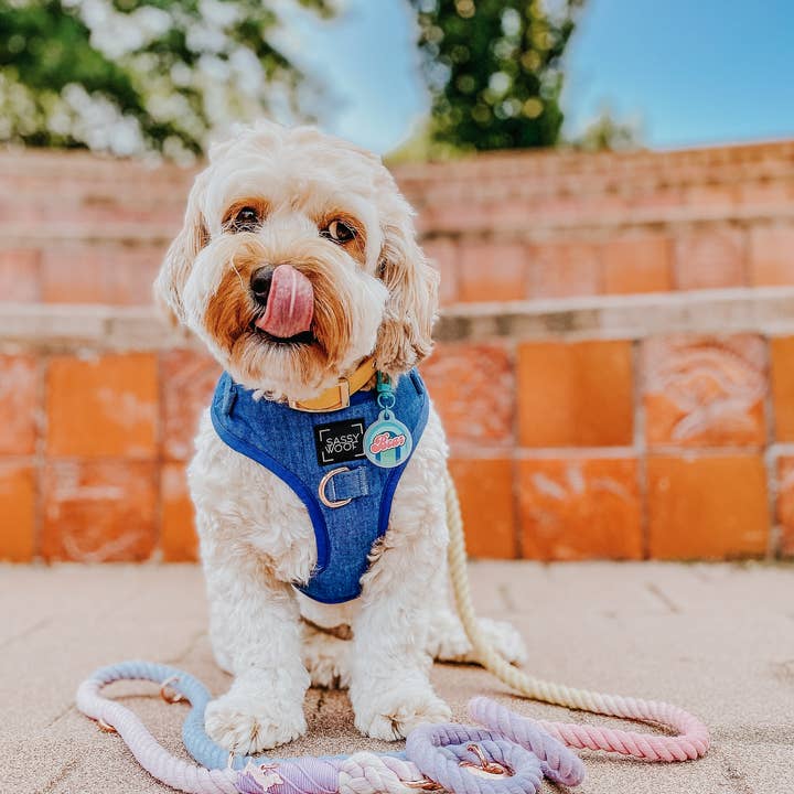 SASSY WOOF - Wholesale Pet Harness - Dog - Dog Adjustable Harness - Denim12