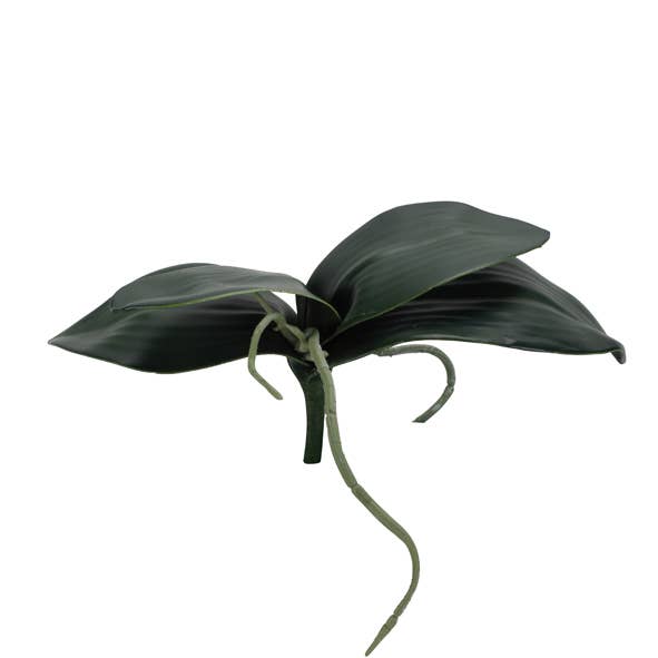 Vosteen - Wholesale Live Plant - Phalaenopsis leaf plant, 4 leaves, base only m0