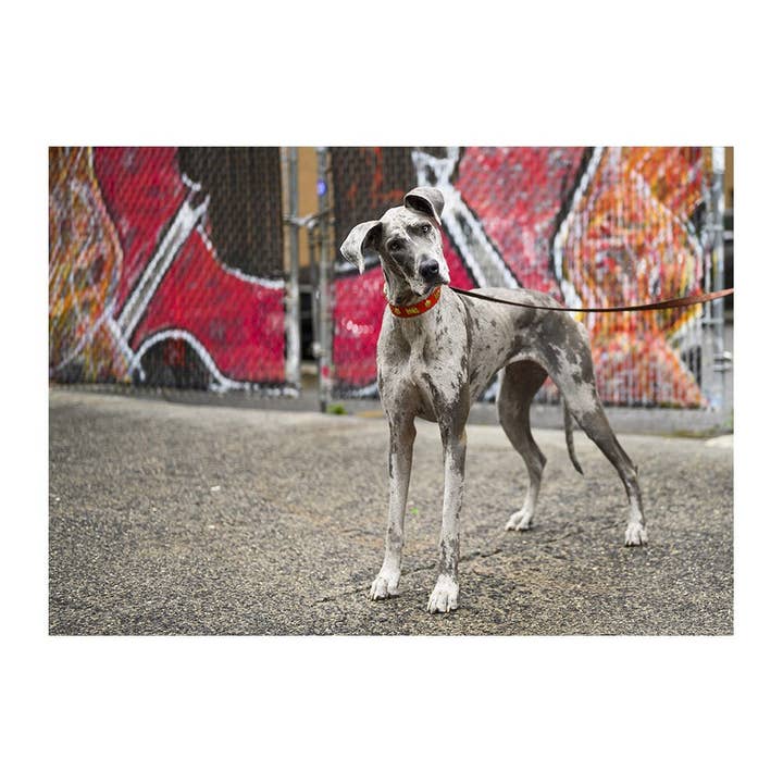 Carte de vœux Paisley The Great Dane pour la vente par The Dogist