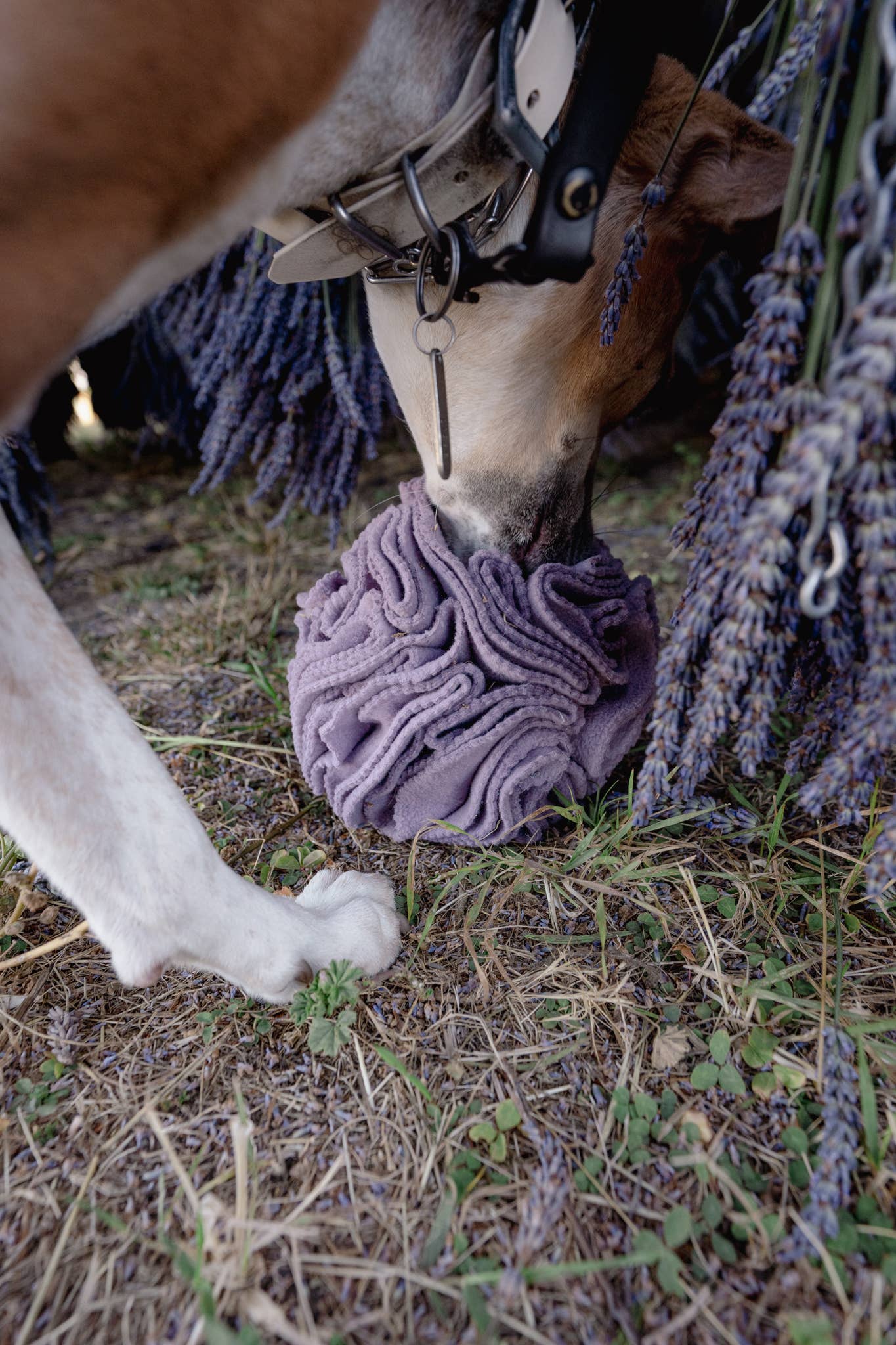 Love Liparu - Wholesale Pet Plush Toy - Dog - Snuffle Ball4