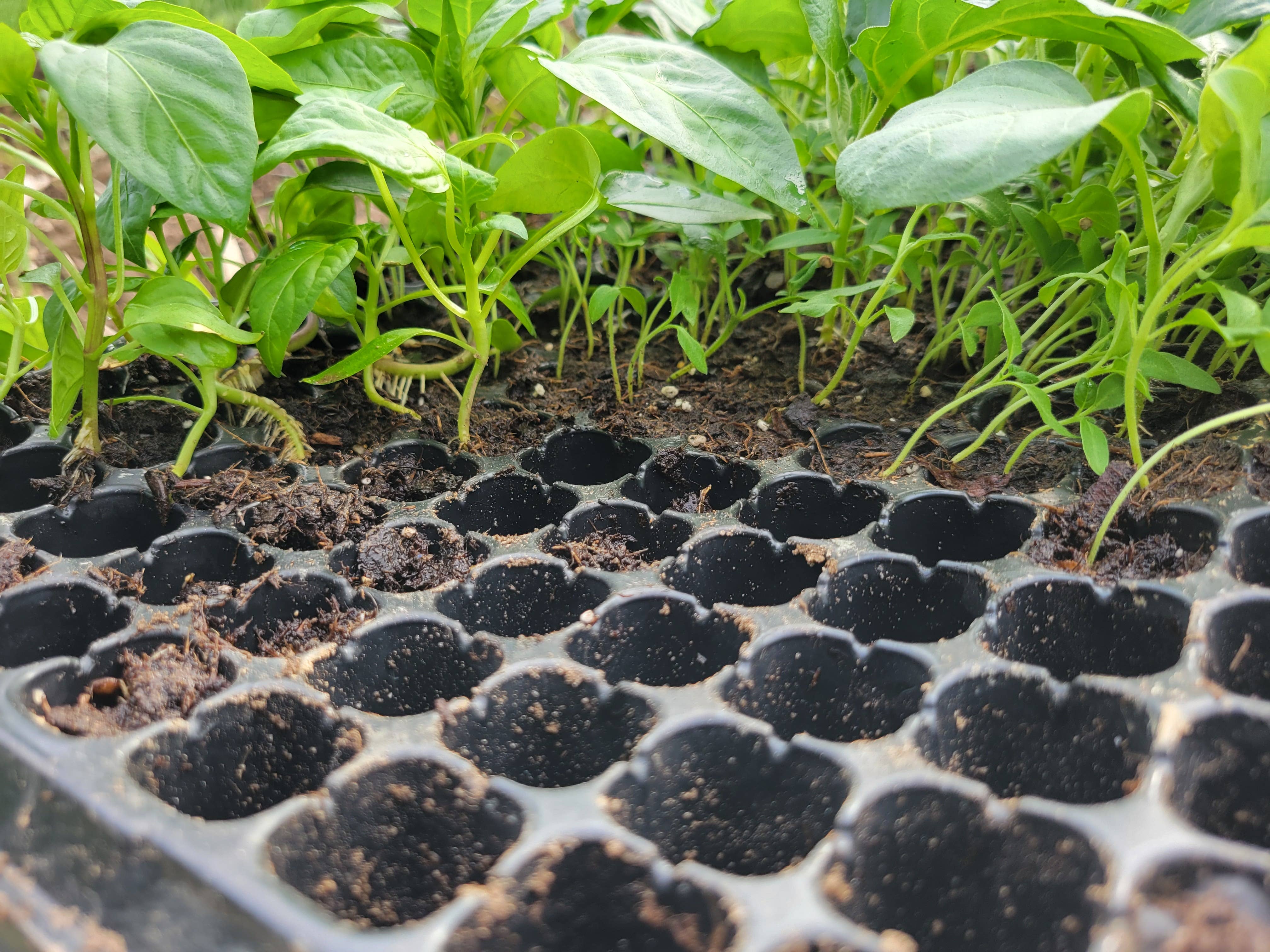 Wise Farmer - Wholesale Planting/Potting Soil - 200 Cell Seedling Trays| Seed Starter Kit Plastic tray1