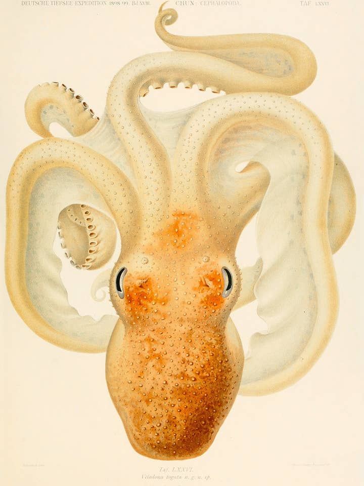 Oktopus - Die Cephalopod - 1915 - Platte 76 für den Großhandel von Print Collection