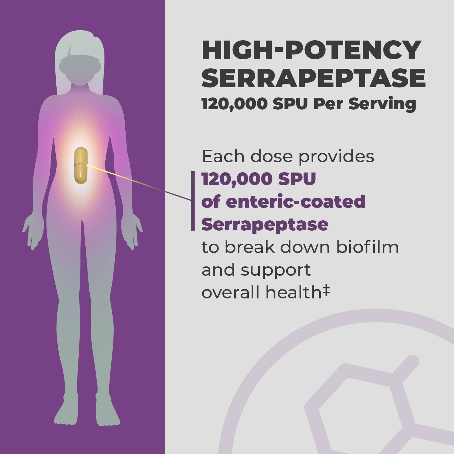 Balance One Supplements - Wholesale Oral Supplement/Vitamin - SerraDefend – Enzyme Support for Inflammation & Biofilms4