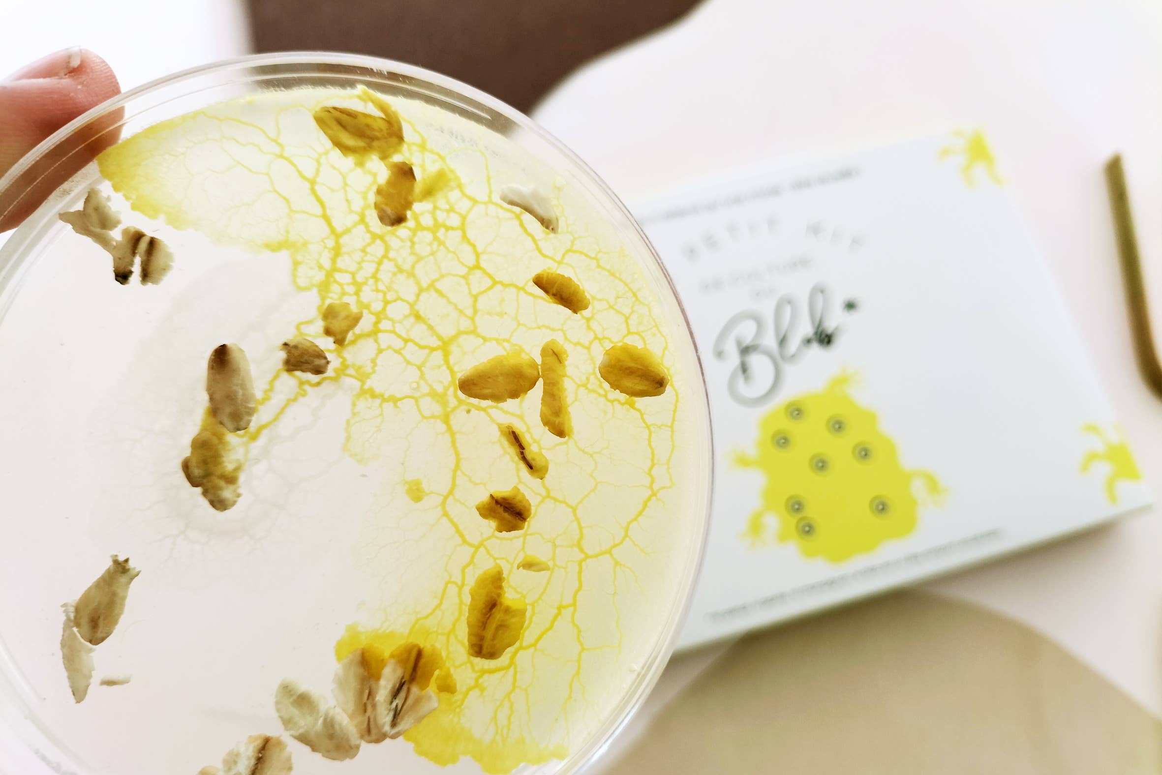 Pamela Loops - Wholesale DIY Craft Kit - Kids - Kit de culture de Blob3