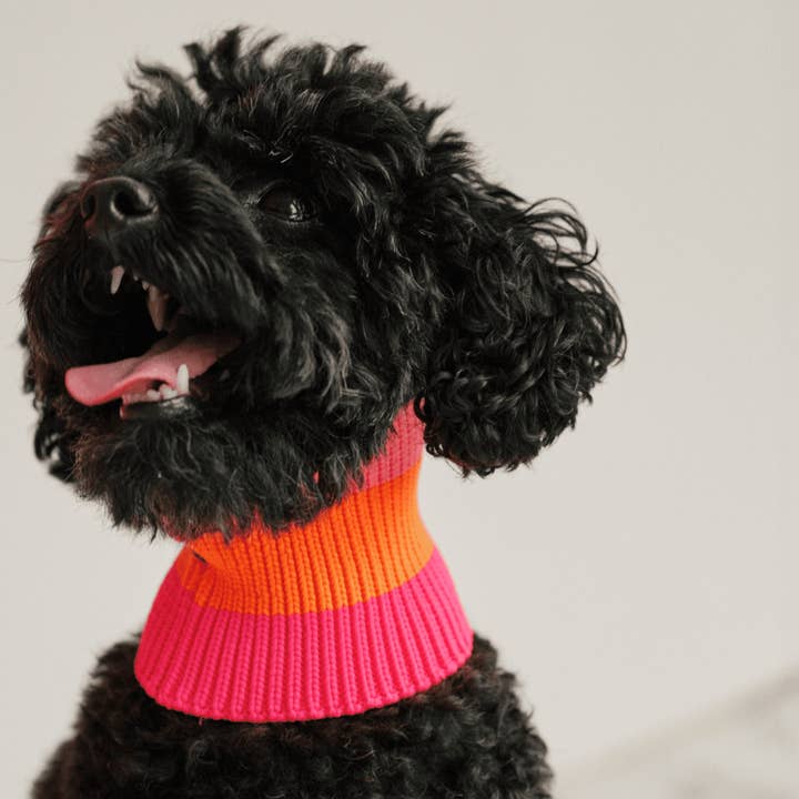 LA BOUCLE LUMINEUSE 2.0 - Écharpe pour chien néon - (Mandarine ensoleillée) pour la vente par lumiies - high visibility