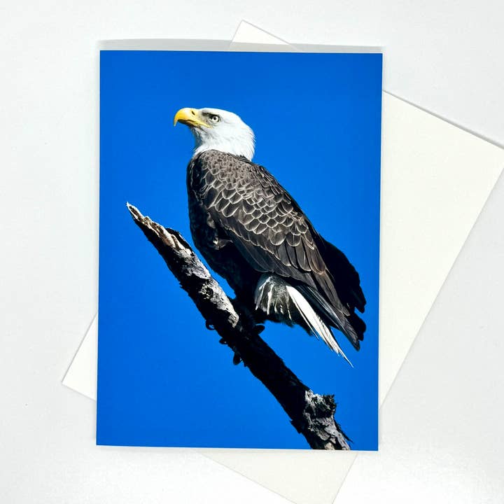 Bald Eagle (blank) greeting card for wholesale by Wren