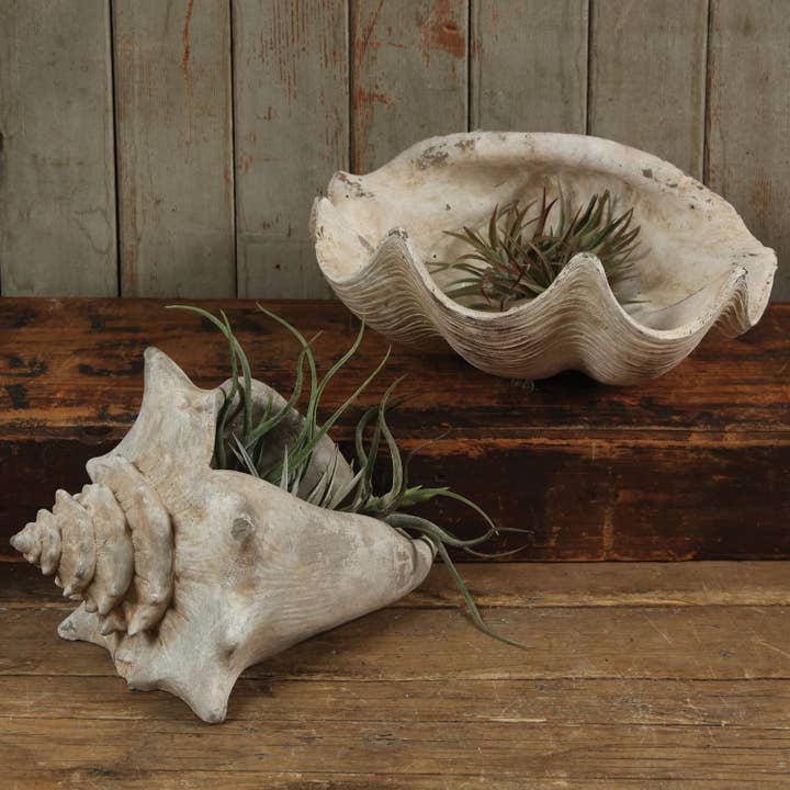 HomArt - Wholesale Decorative Tabletop Object - Cement Cast Clam Shell - Antique White