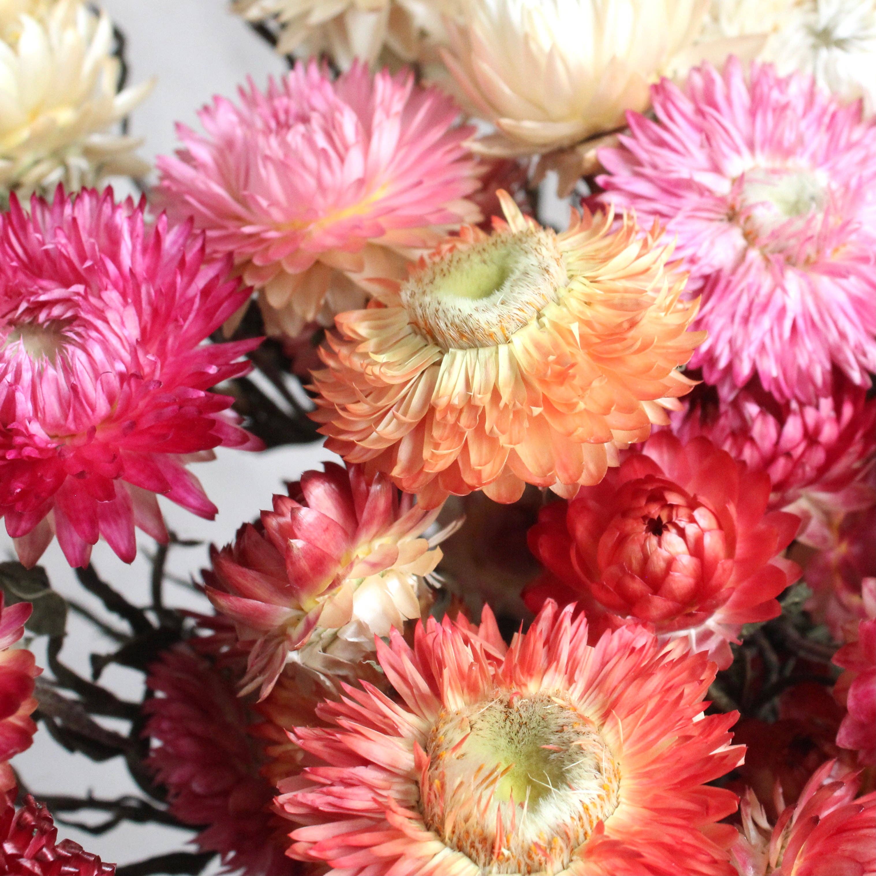 Roxanne's Dried Flowers - Wholesale Dried/Pressed Flowers - Strawflower - Dried5