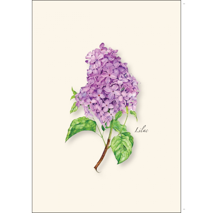 Earth Sky + Water - Wholesale Stationery/Notecard Set - Lilac1