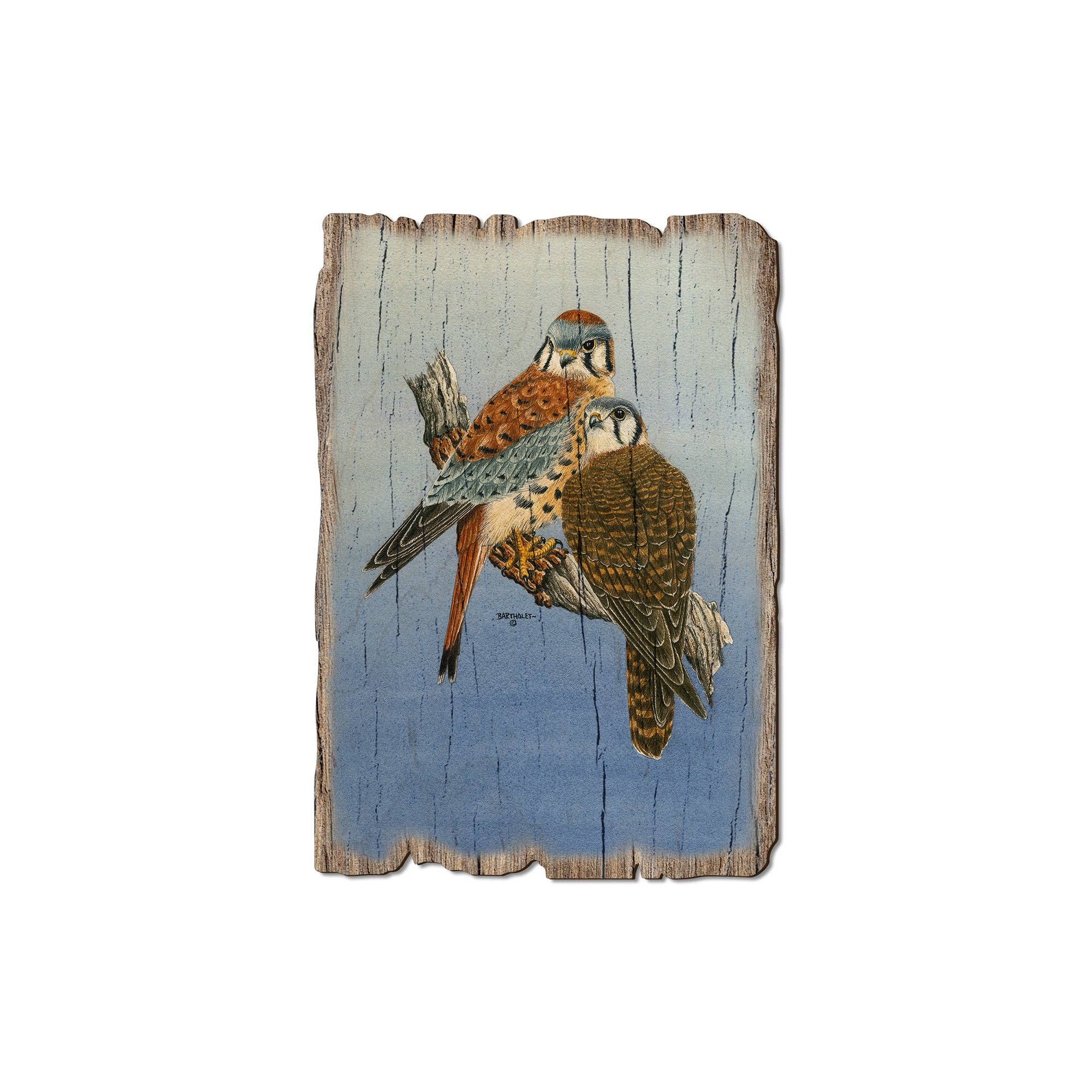 DaydreamHQ - Wholesale Postcard - Kestrels Falcon - Wood Rustic Edge Postcards & Magnets1