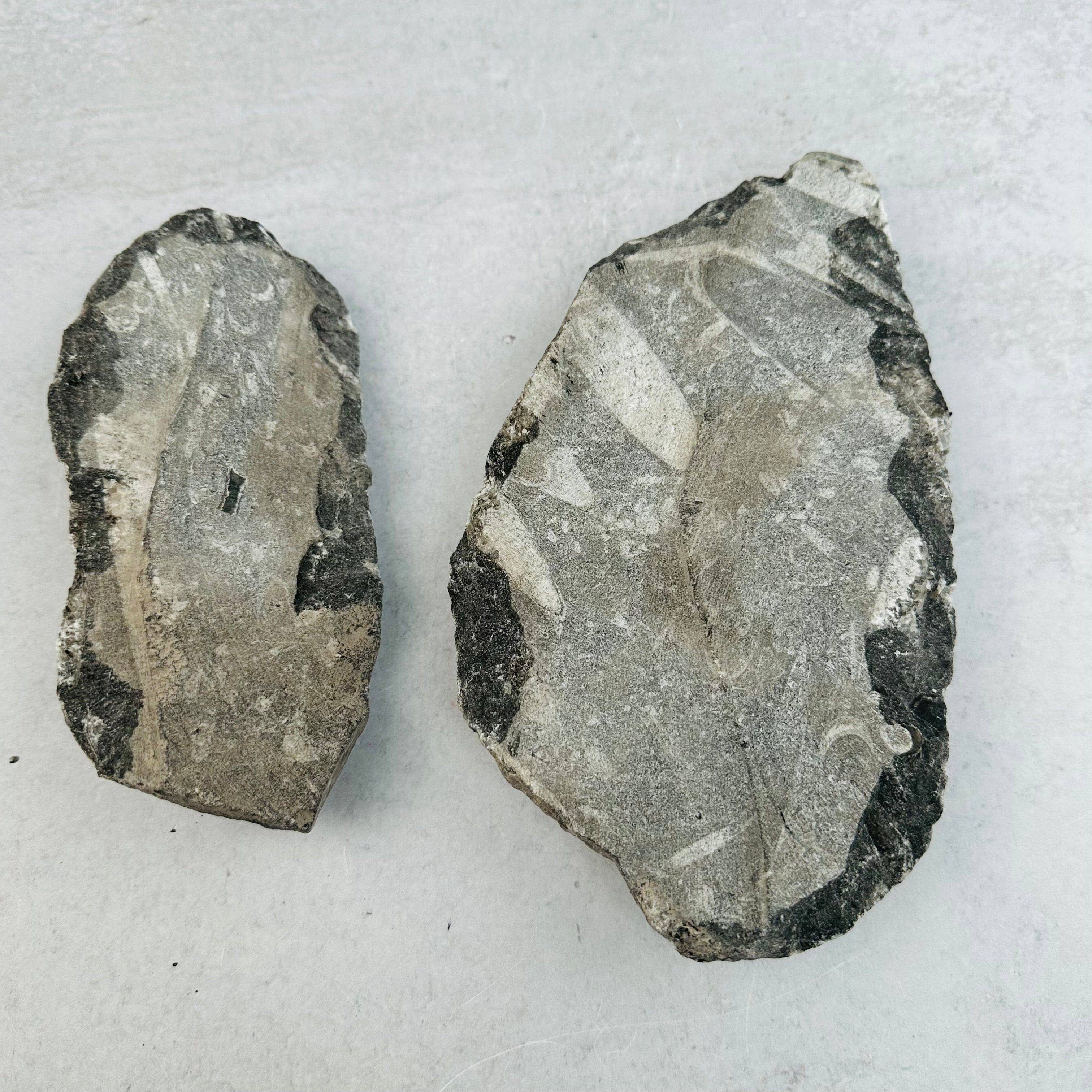 Rock Paradise - Wholesale Spiritual Stone/Crystal - Orthoceras Plaque - 2 Orthoceras - Fossil Collection8