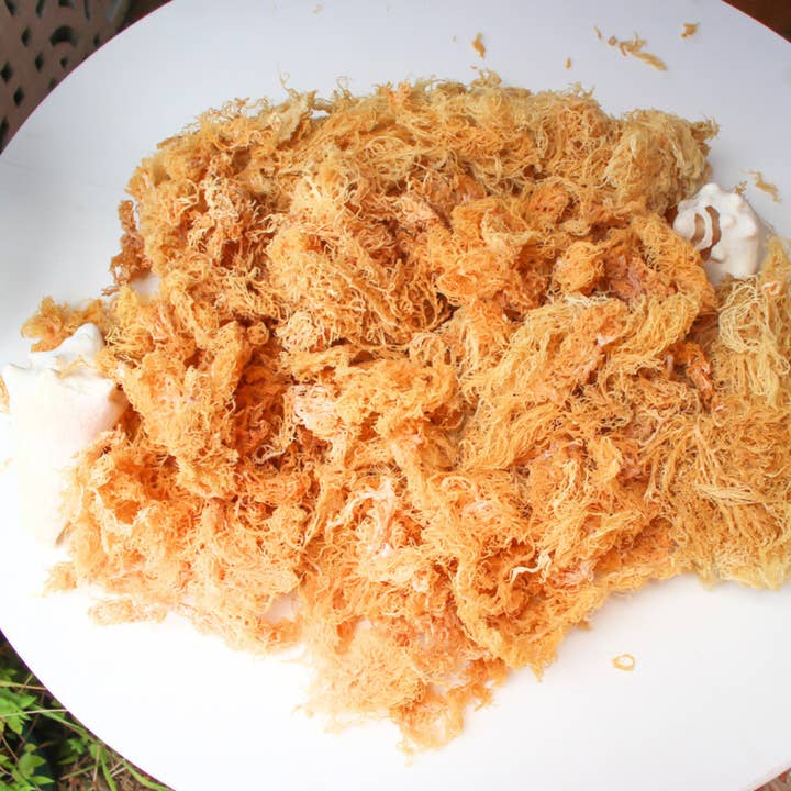 Atlantic Gold Sea Moss - Wholesale Oral Supplement/Vitamin - Gold Sea Moss|Lab-Tested|Sun-dried|Wild-harvested
