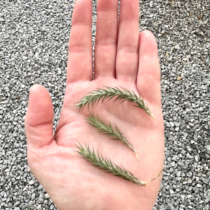 The Artizan Way - Wholesale Live Plant - Tillandsia Tricholepis - Miniature Live Air Plant