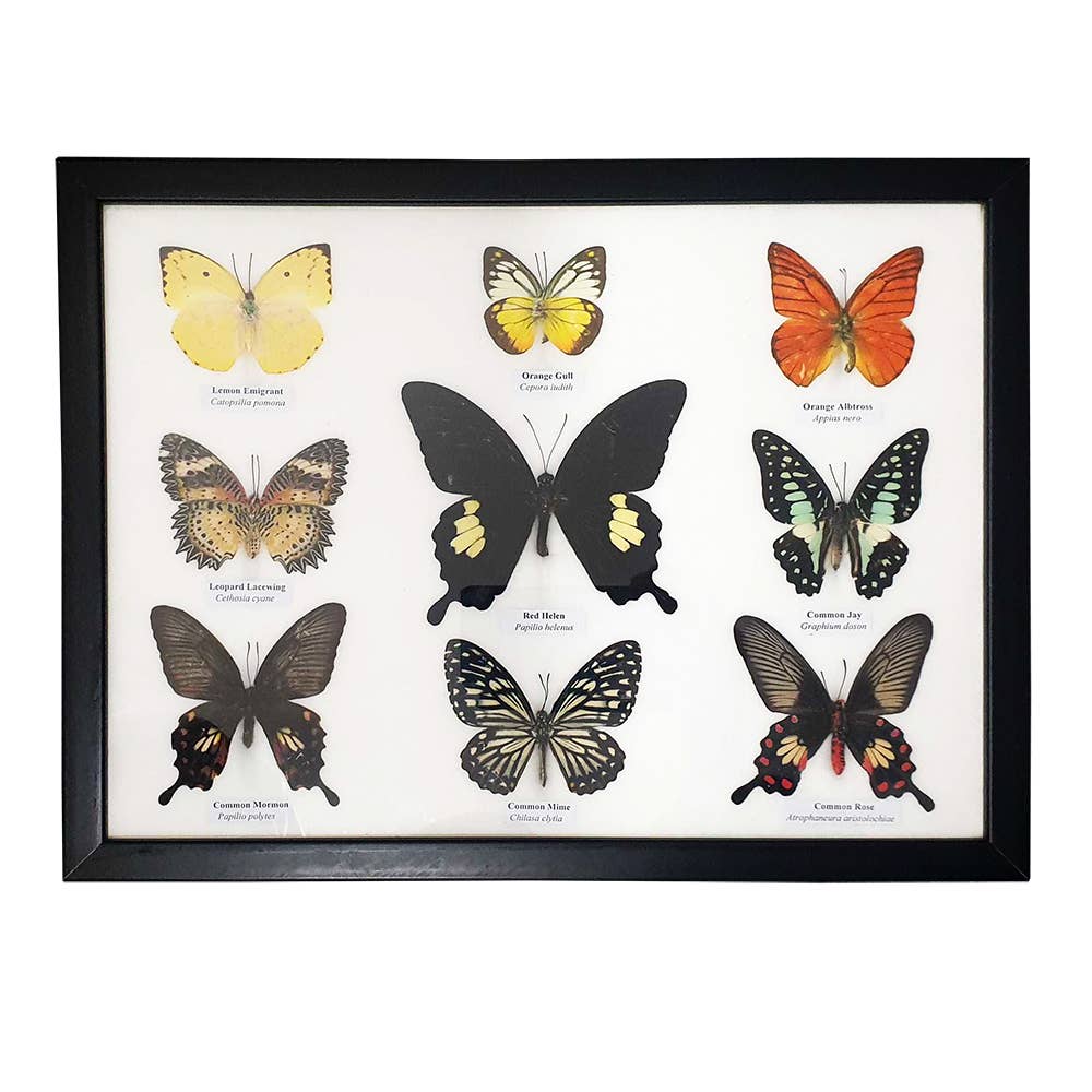 VIE – wholesale Wall Accent – Butterfly Mounted Under Glass, Assorted13