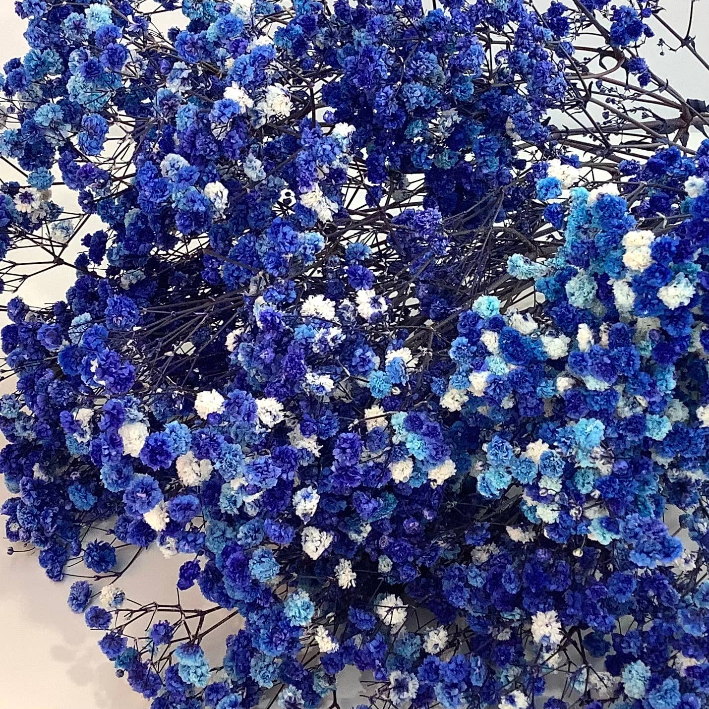 Honeybee and Blossom - Vendita all'ingrosso Fiori secchi/pressati - Fiori secchi per l'alito del bambino8