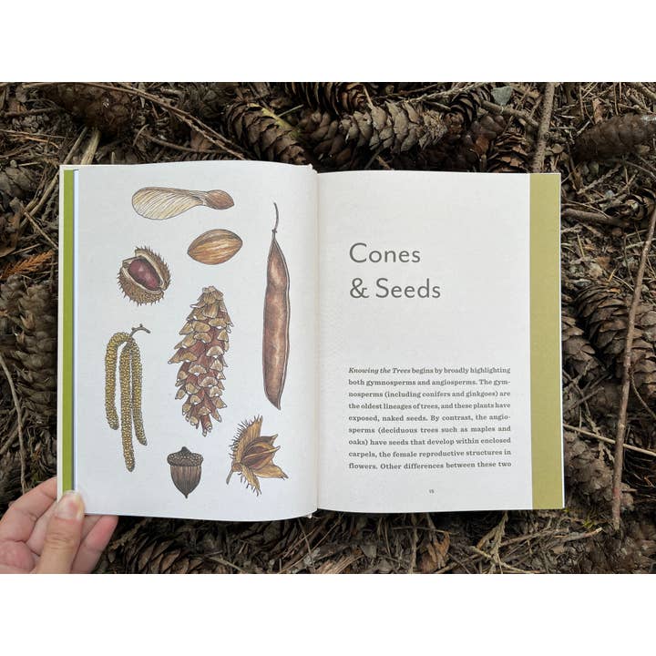 Mountaineers Books - Wholesale Book - Adult - Knowing the Trees: Discover the Forest from Seed to Snag