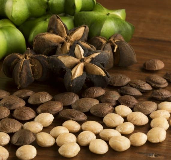 Ganesa Trading - Vente Noix - Graines de Sacha Inchi biologiques du Pérou, USDA6