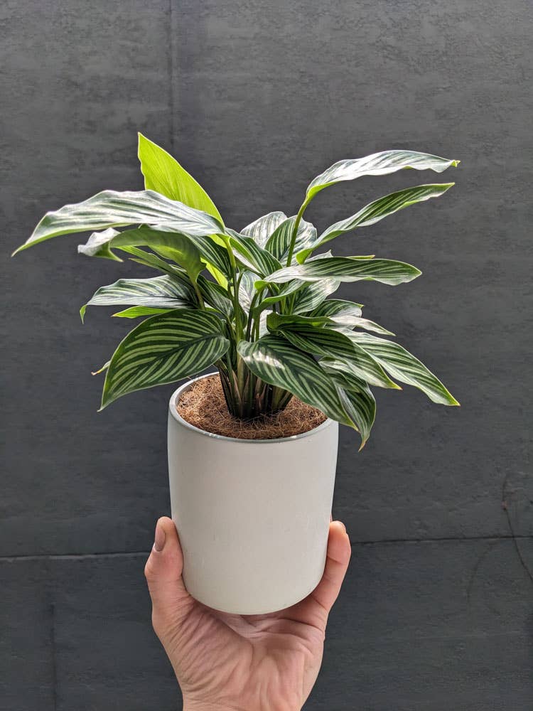 Eché pots - Wholesale Plant pot - Cylinder Indoor Plant Pot - Handmade in Australia13