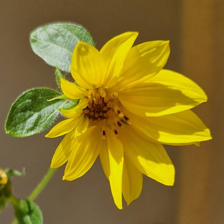 Sprigbox - Wholesale Plant Seeds - Sunflower Grow Kit | Flower Garden Gift | Wooden Planter Box5