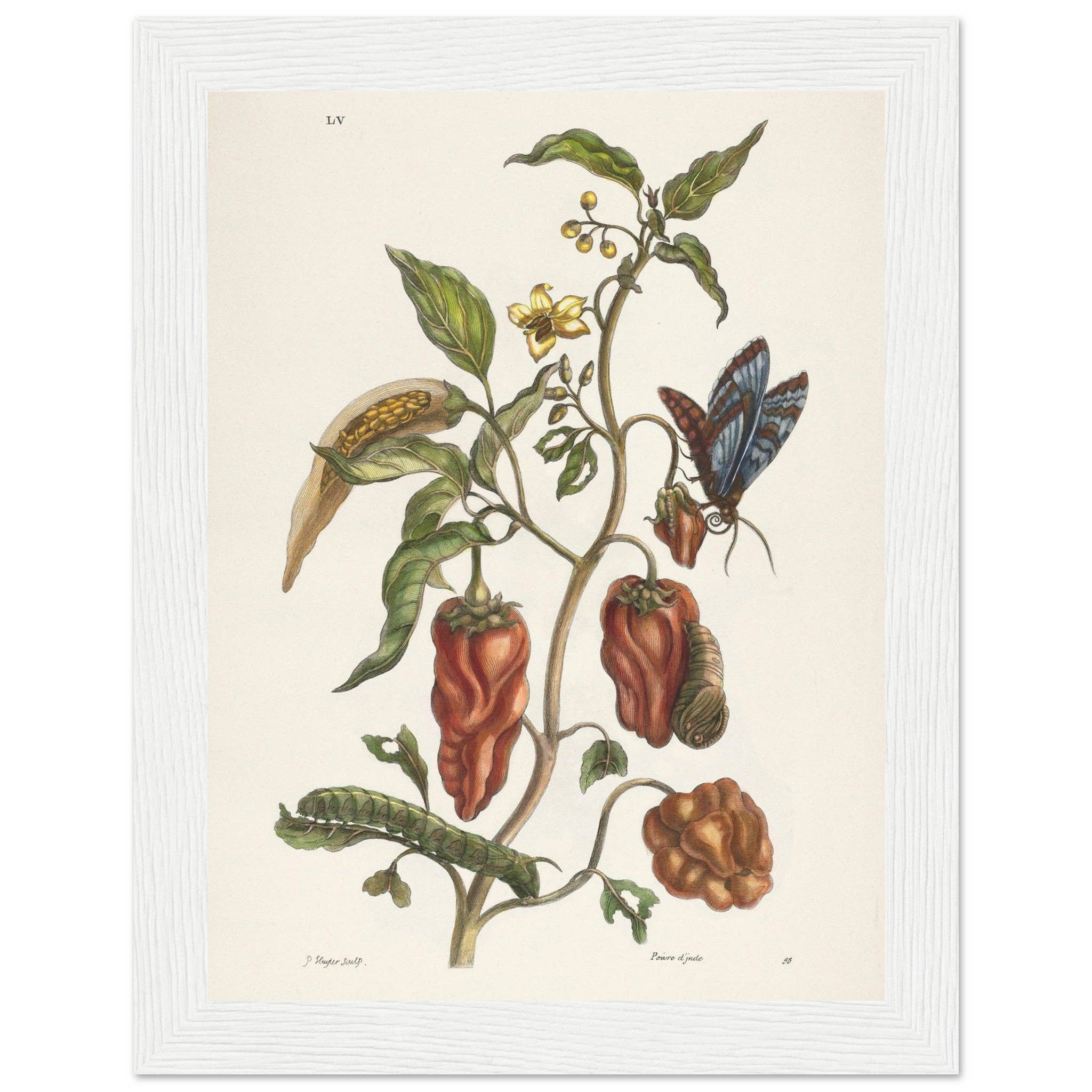 Maison de Paloma - Wholesale Art Print - Poivre d'Inde7