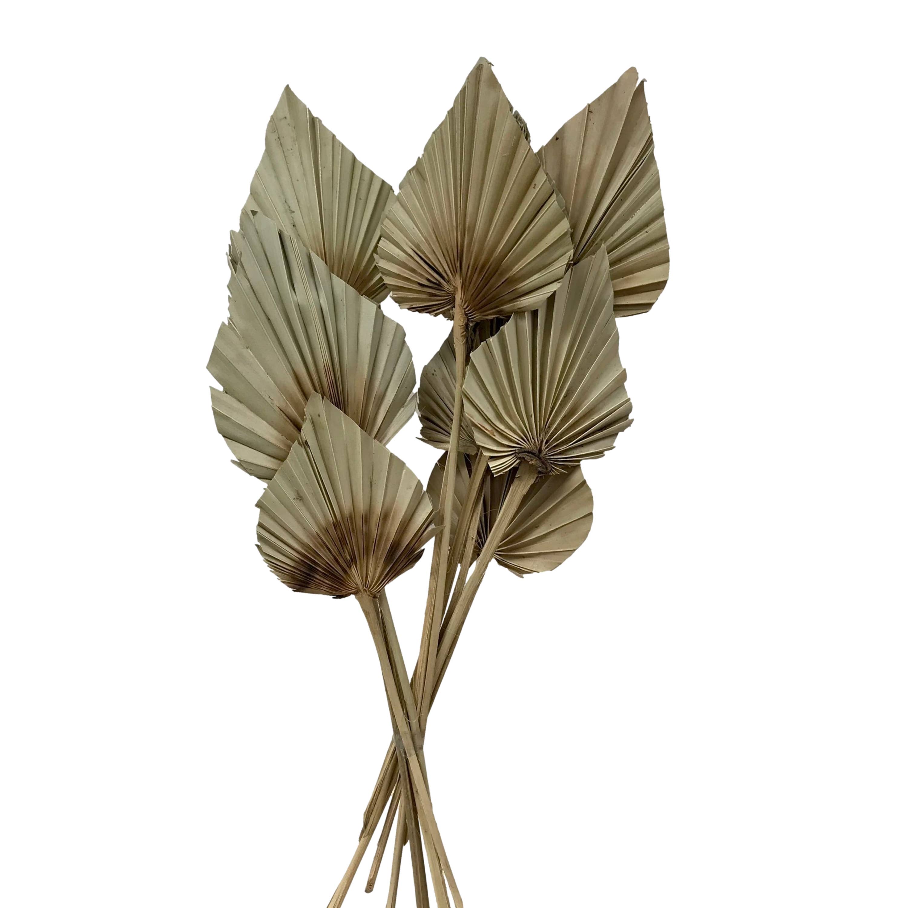 Wilco Home – Engroshandel Tørrede/pressede blomster – 10 tørrede naturlige palmeblade på stilk, bundt5
