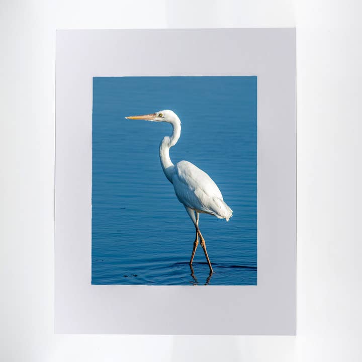Artwork-Great White Heron for wholesale by Mike Ring Photography