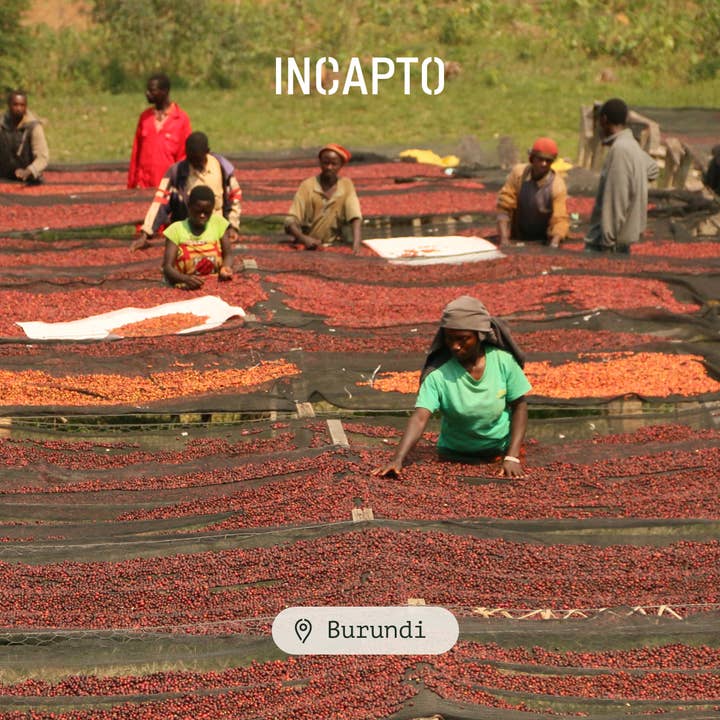 INCAPTO COFFEE – Grãos de café por atacado – Feijões Especiais de Café da BURUNDI Origin 100% Arábica5